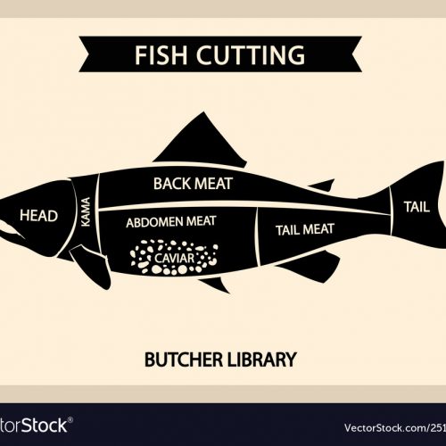 Fish meat cutting vector vintage chart, cuts guide diagram. Illustration of chart cut fish, tail and head, back and abdomen